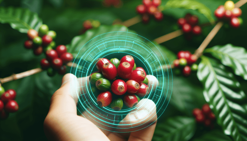 which coffee species produces the best quality coffee 4